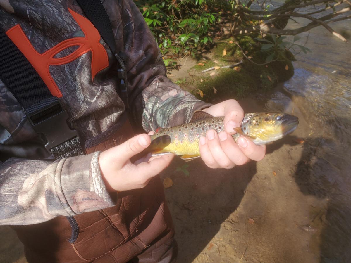 Oconaluftee_River_Brown_Trout_Troutprostore