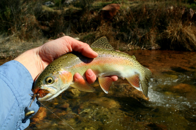 North Georgia Fly Hatch Chart