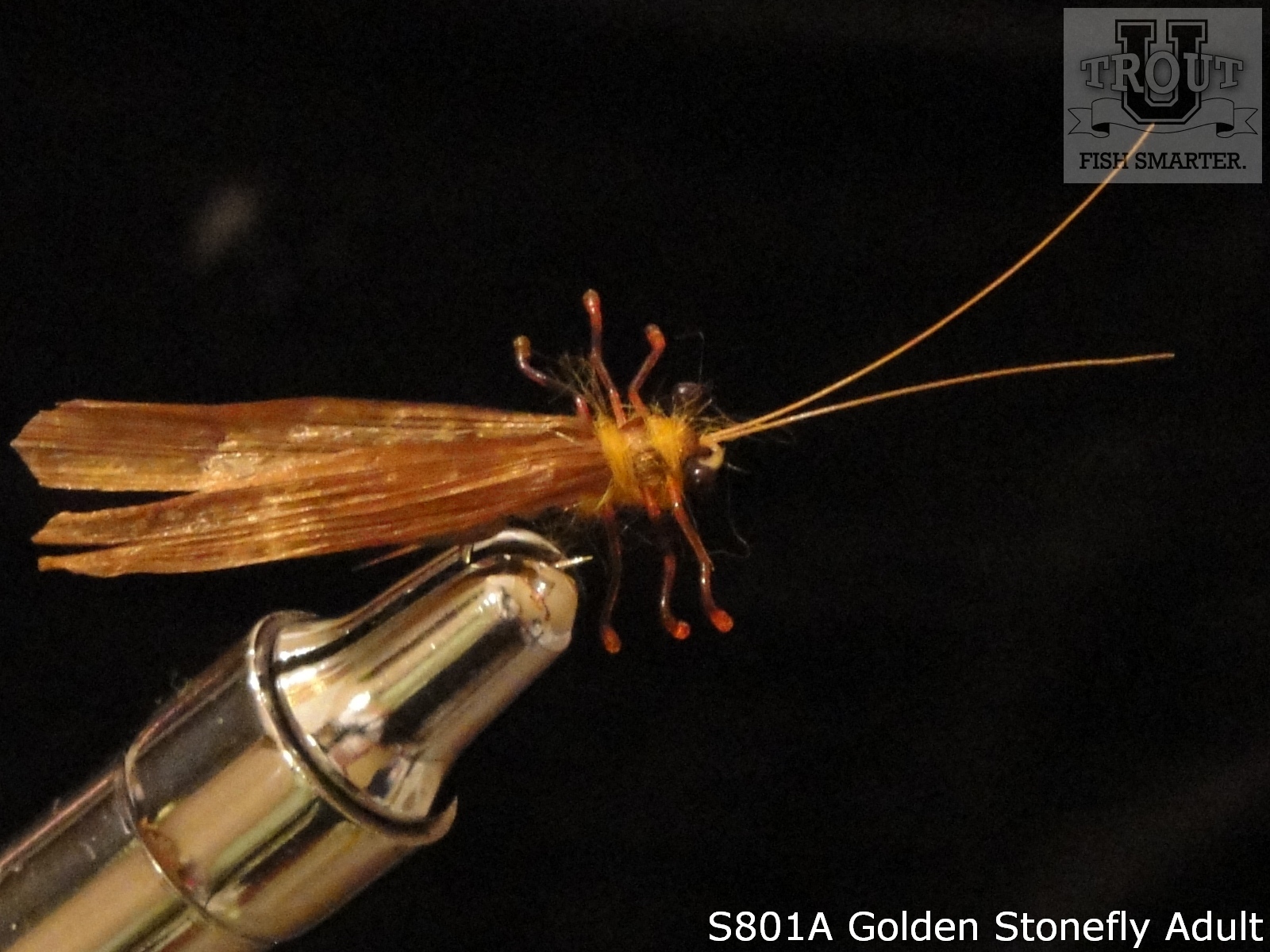 Golden Stonefly Adult