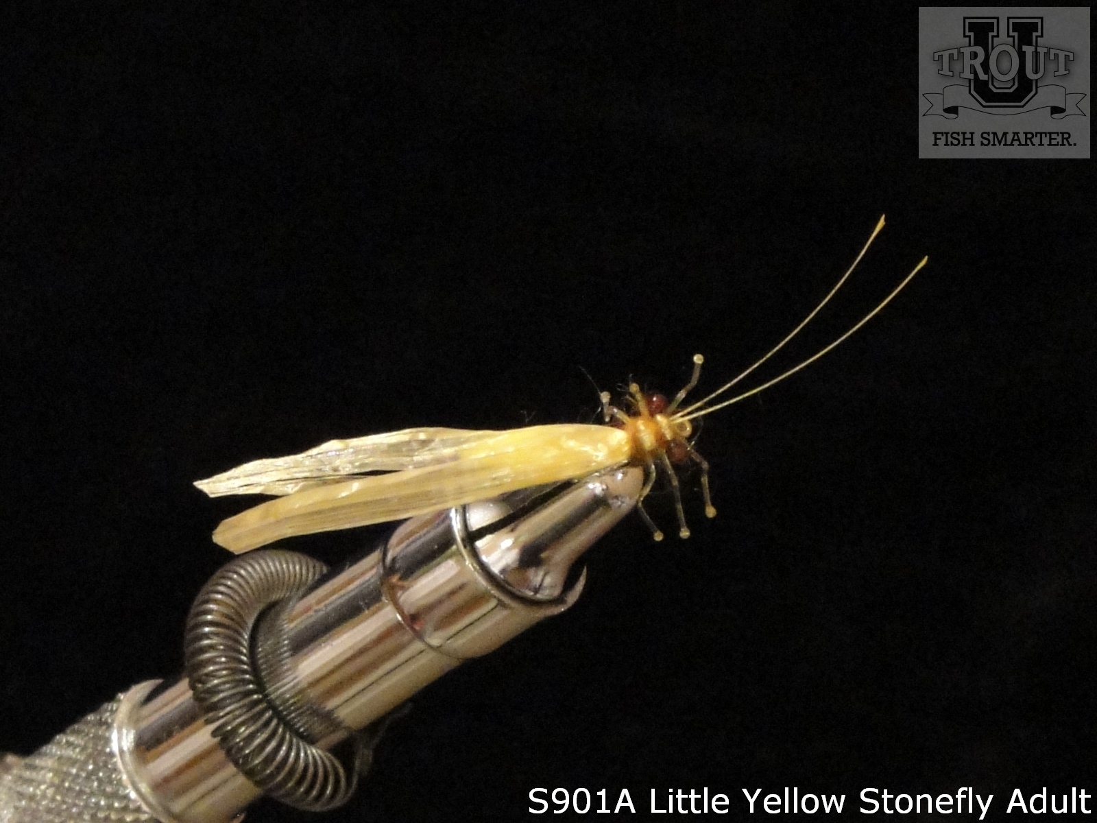 Little Yellow Stonefly Adult