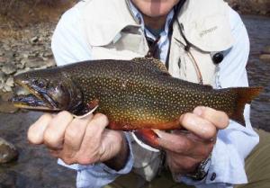 Class 1011 Recognizing Trout Species