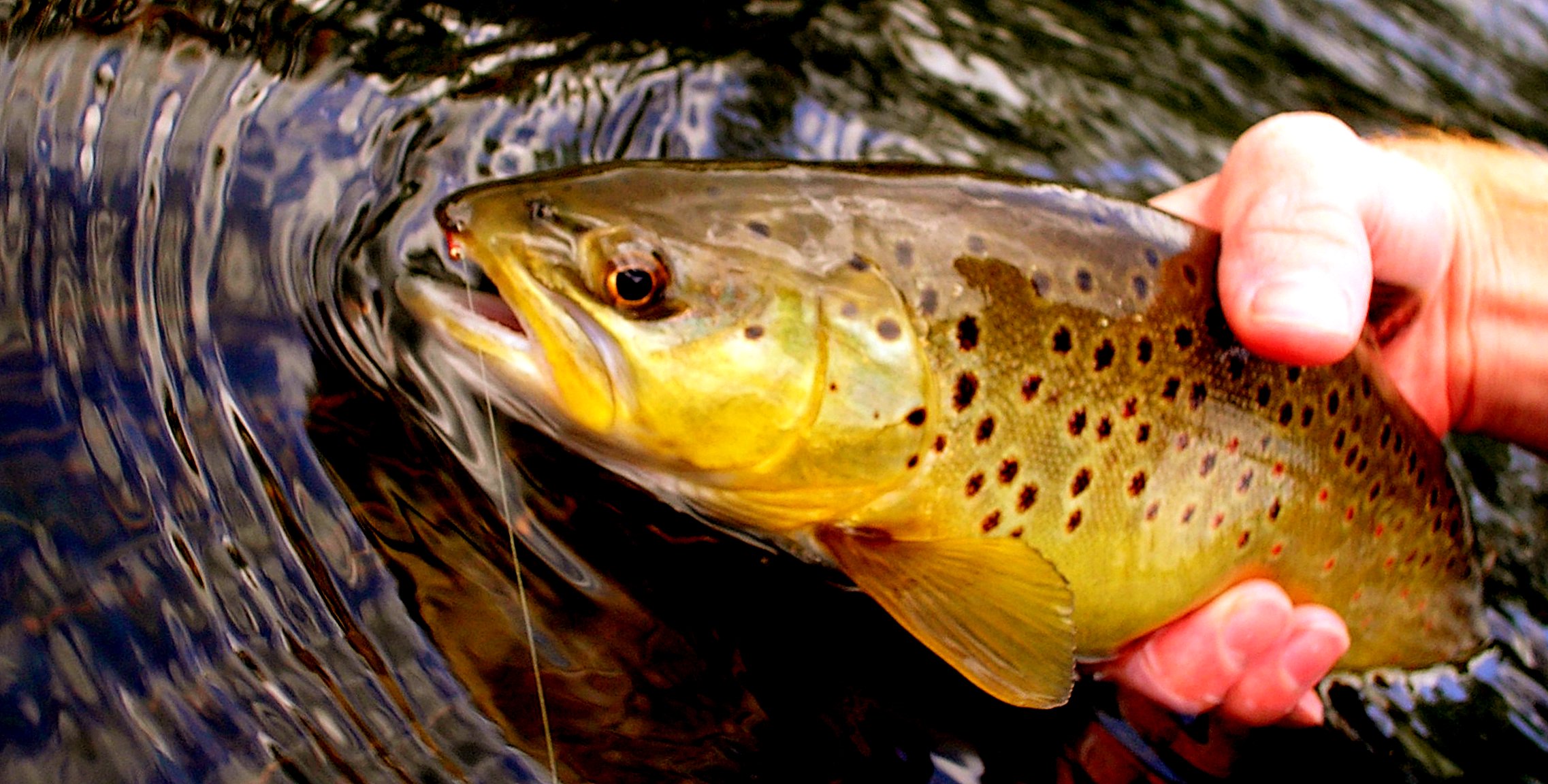 Canyon Creek Arizona Fly Fishing