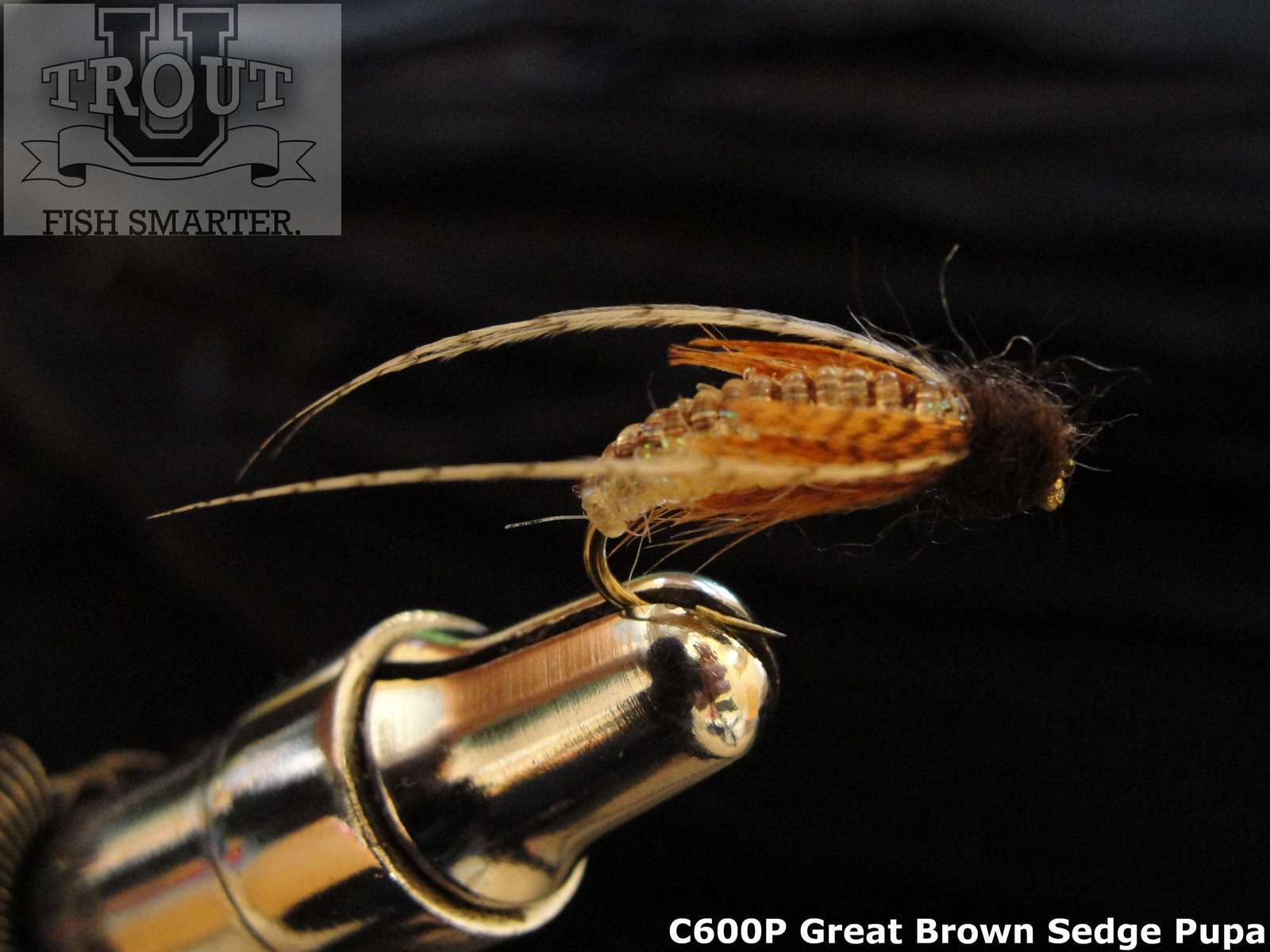 Great_Brown_Sedge_Pupa_Troutprostore