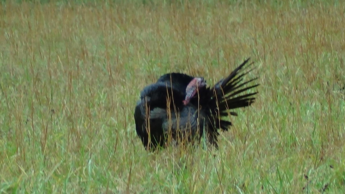 Troutprostore_Cades_Cove_Turkey