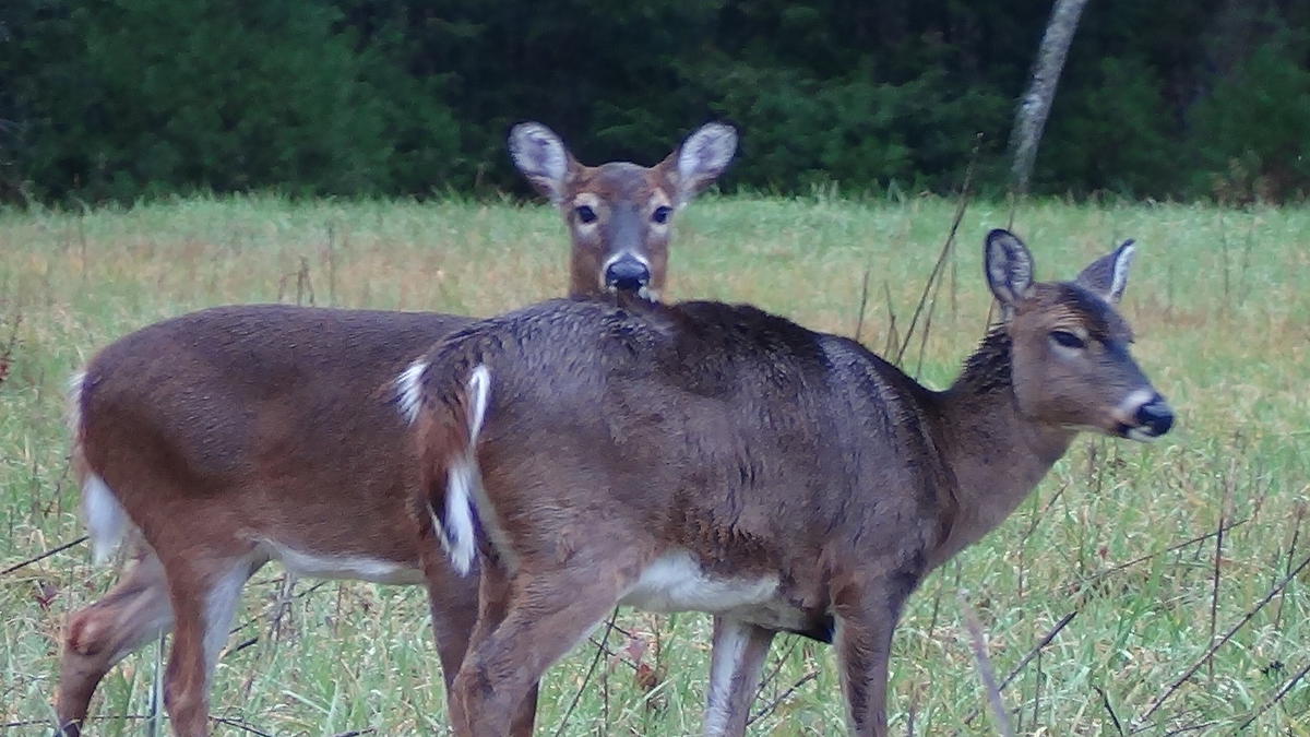 Troutprostore_Cades_Cove_Deer