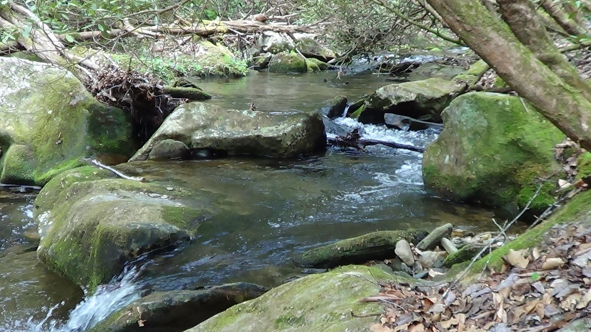 Garden_Creek_Stone_Mountain_State_Park_Troutprostore