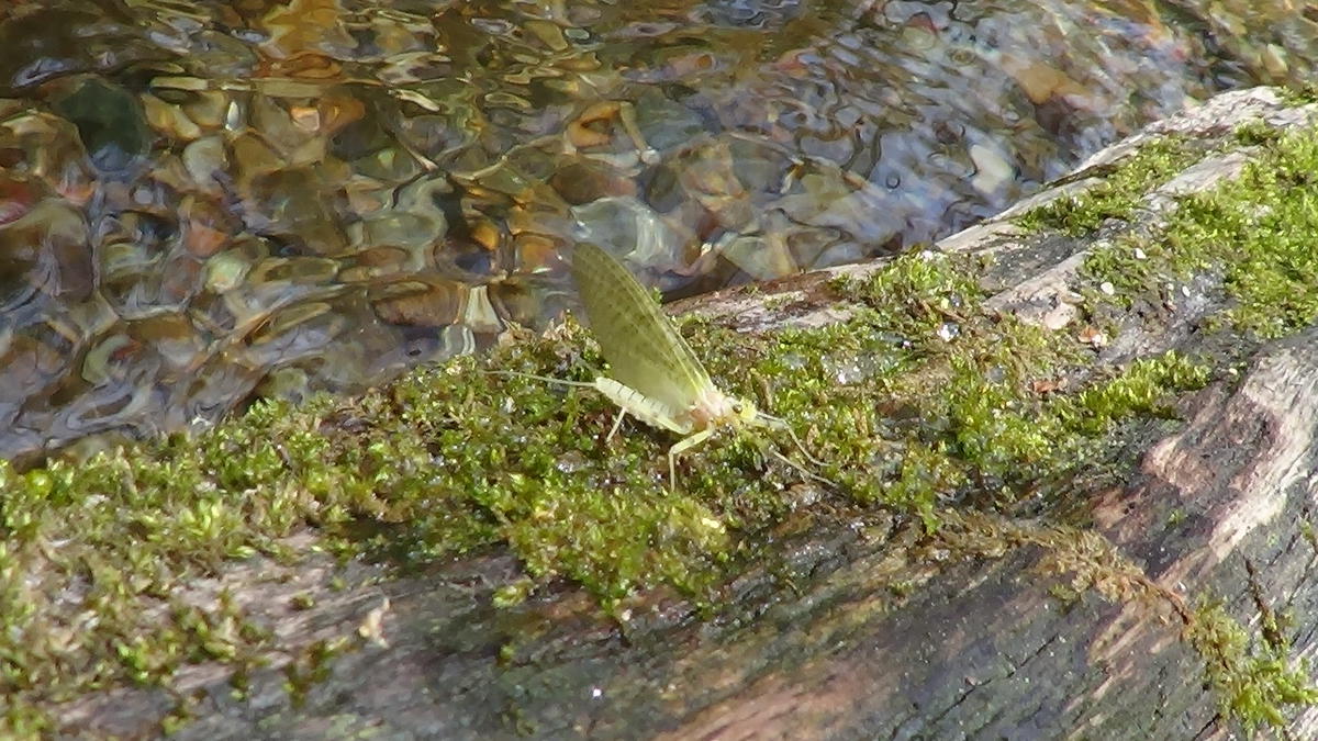 Garden_Creek_Mayfly_Dun_Stone_Mountain_State_Park_Troutprostore