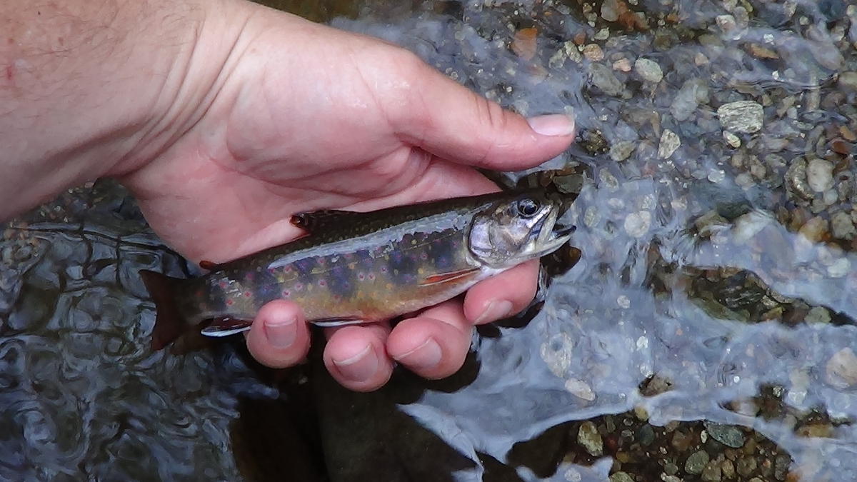 Trout Fishing Garden Creek Stone Mountain State Park North