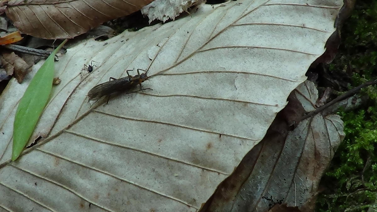 Garden_Creek_Stonefly_Stone_Mountain_State_Park_Troutprostore