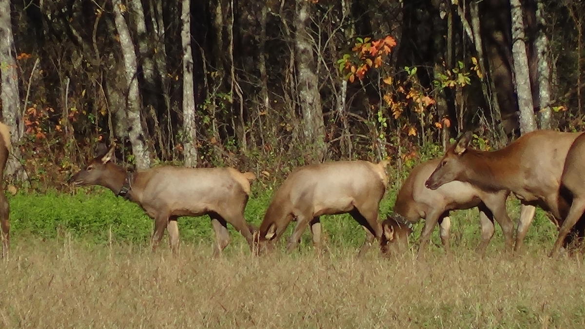 Great_Smoky_Mountains_Elk_Troutprostore