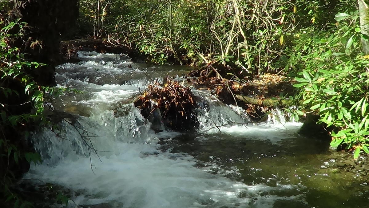 Great_Smoky_Mountains_National_Park_Collins_Creek_Troutprostore