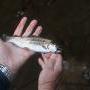 Jacob's Fork Stocked Rainbow Trout