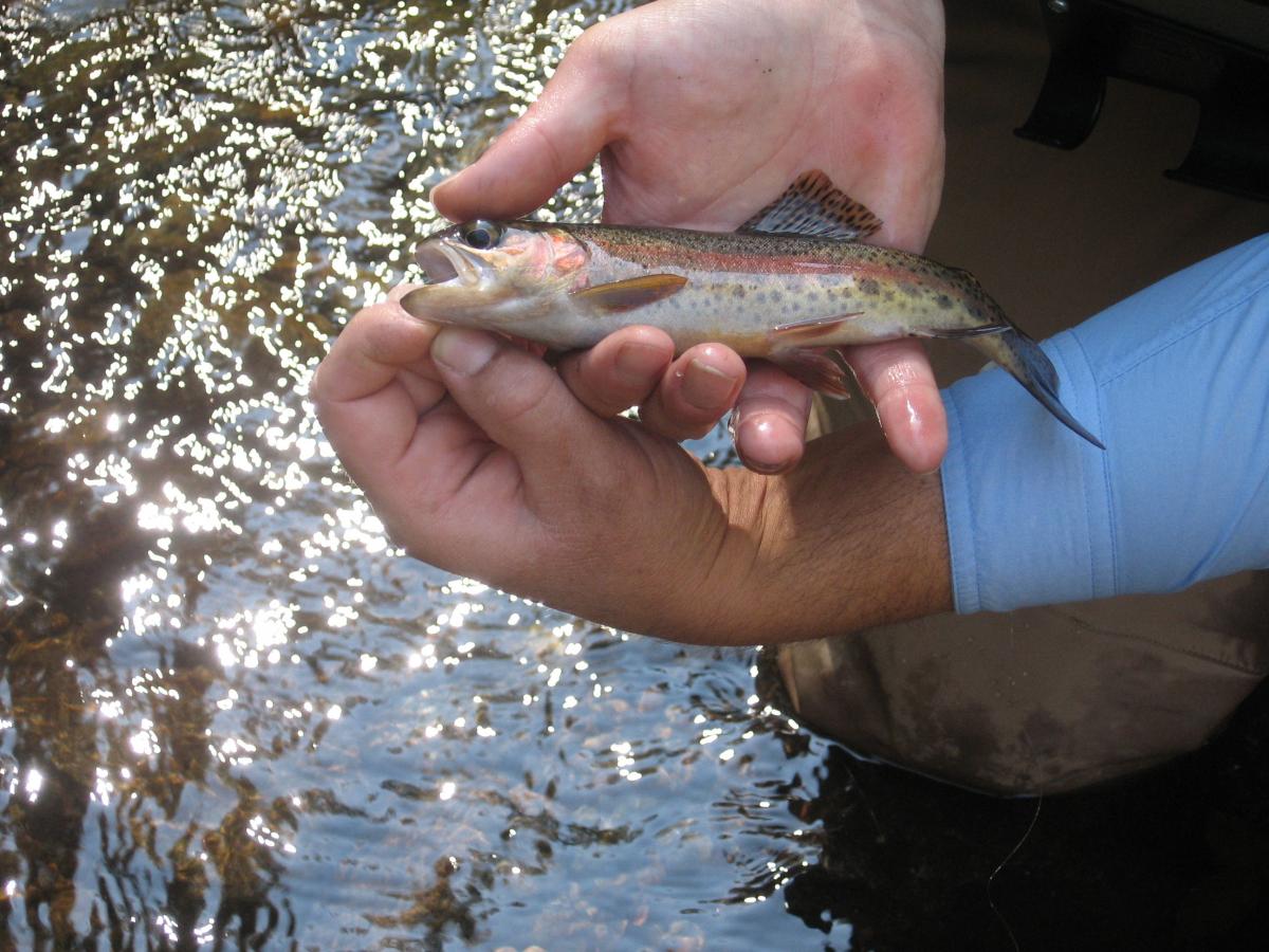 South_Toe_River_Wild_Rainbow_Trout